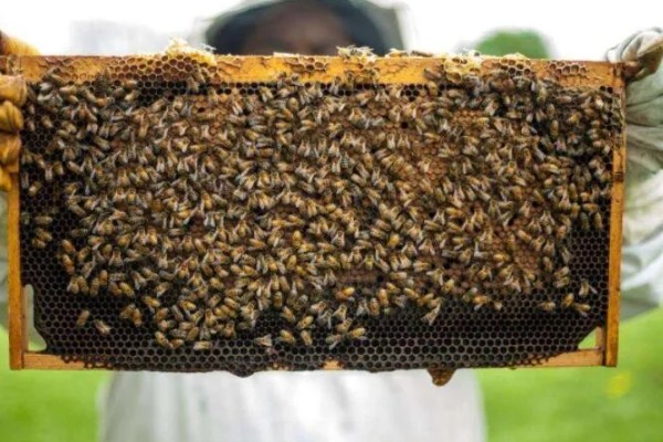 急性蜜蜂麻痹病的诱发病因，其病原是急性麻痹病毒