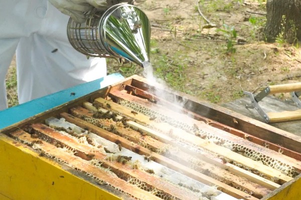 急性蜜蜂麻痹病的诱发病因，其病原是急性麻痹病毒