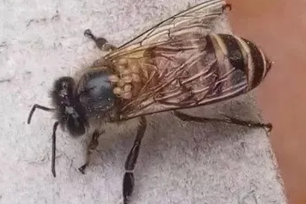 急性蜜蜂麻痹病的诱发病因，其病原是急性麻痹病毒