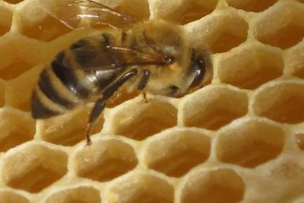 急性蜜蜂麻痹病的诱发病因，其病原是急性麻痹病毒