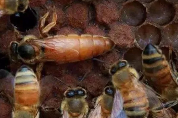 急性蜜蜂麻痹病的诱发病因，其病原是急性麻痹病毒