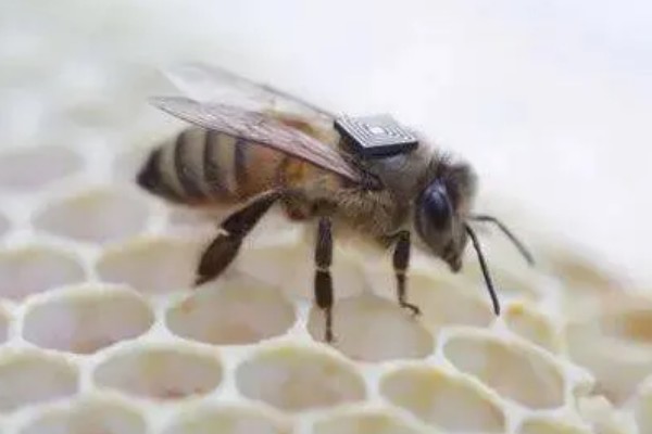 急性蜜蜂麻痹病的诱发病因，其病原是急性麻痹病毒