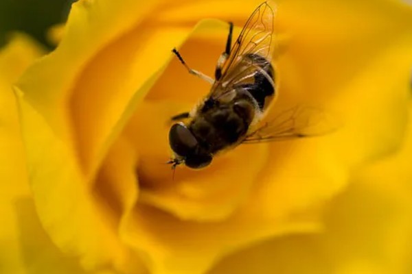 急性蜜蜂麻痹病的诱发病因，其病原是急性麻痹病毒