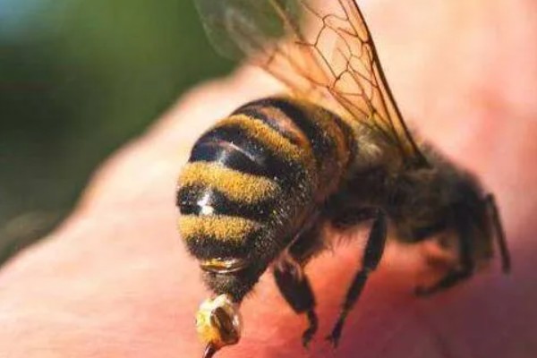 急性蜜蜂麻痹病的诱发病因，其病原是急性麻痹病毒