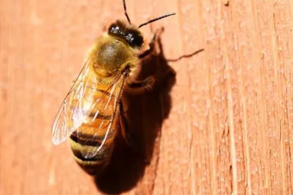 急性蜜蜂麻痹病的诱发病因，其病原是急性麻痹病毒