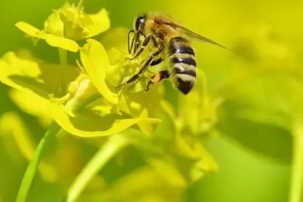 急性蜜蜂麻痹病的诱发病因，其病原是急性麻痹病毒