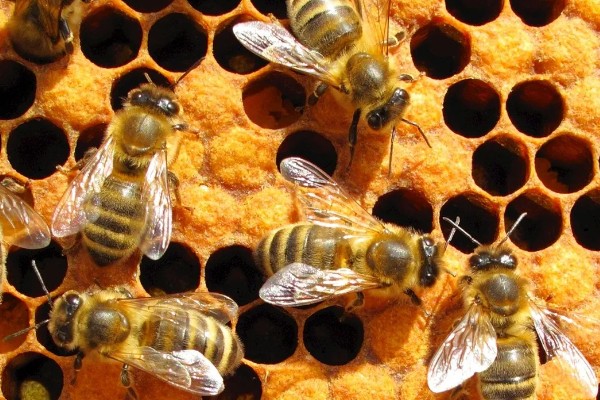 急性蜜蜂麻痹病的诱发病因，其病原是急性麻痹病毒