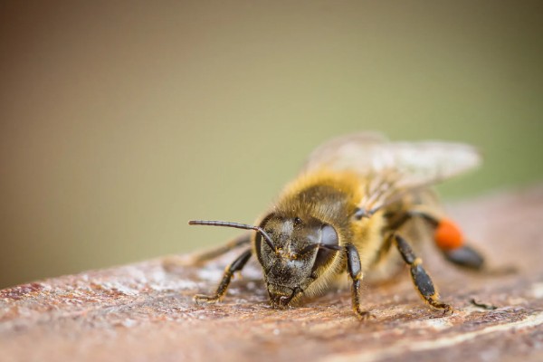 急性蜜蜂麻痹病的诱发病因，其病原是急性麻痹病毒