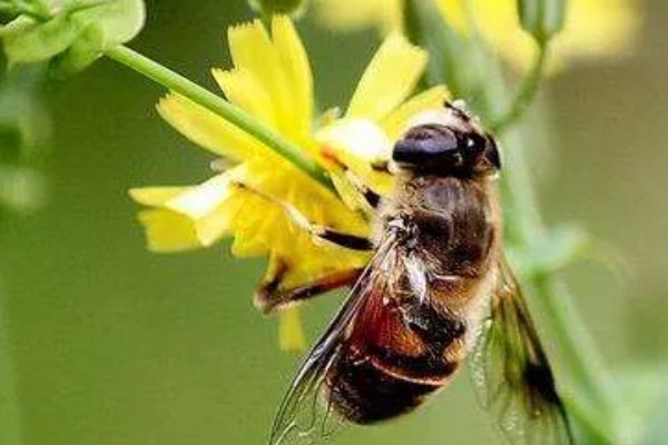 急性蜜蜂麻痹病的诱发病因，其病原是急性麻痹病毒
