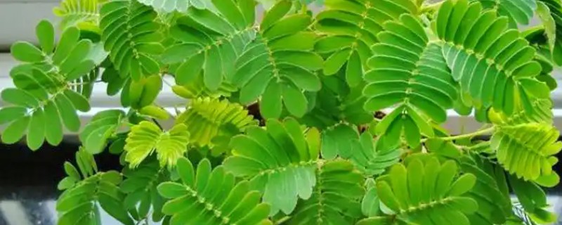 什么时候给含羞草浇水，夏季应避开正午浇水