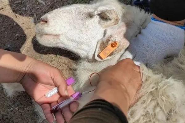 母羊瘫痪的治疗方法，分娩前7天内每天饲喂蔗糖