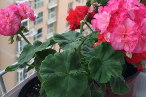 天竺葵怎么养，冬天适宜的温度是10-15℃