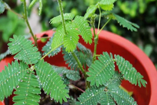 什么时候给含羞草浇水，夏季应避开正午浇水