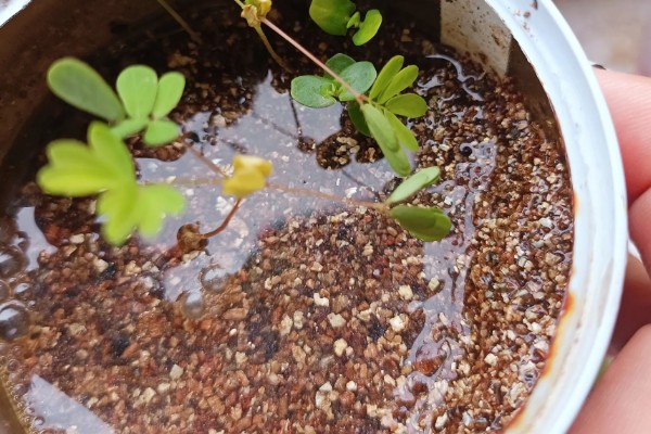什么时候给含羞草浇水，夏季应避开正午浇水