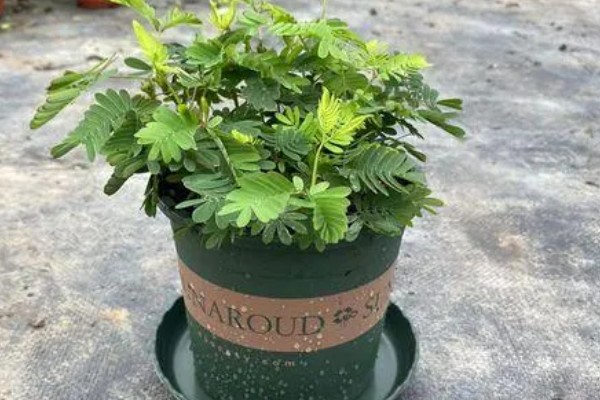 什么时候给含羞草浇水，夏季应避开正午浇水