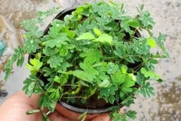 什么时候给含羞草浇水，夏季应避开正午浇水