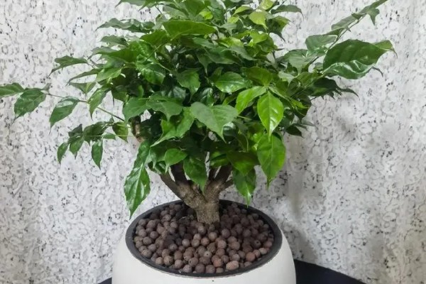 幸福树有哪些摆放禁忌，门前是不可摆放的