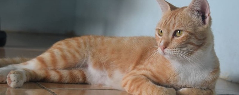 判断母猫发情的方法，晚上会频繁发出叫声