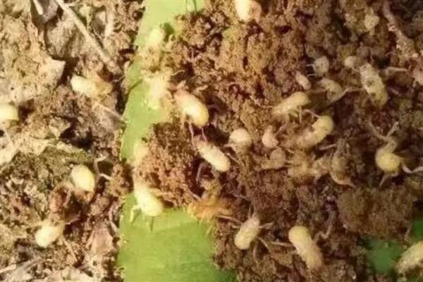 蝉有几条腿几对翅膀，有6条腿和1对翅膀