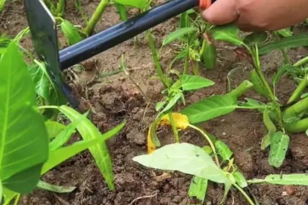 怎么使空心菜长得嫩又壮，播种前要深翻土壤