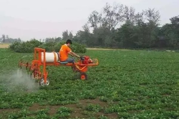 怎么使空心菜长得嫩又壮，播种前要深翻土壤