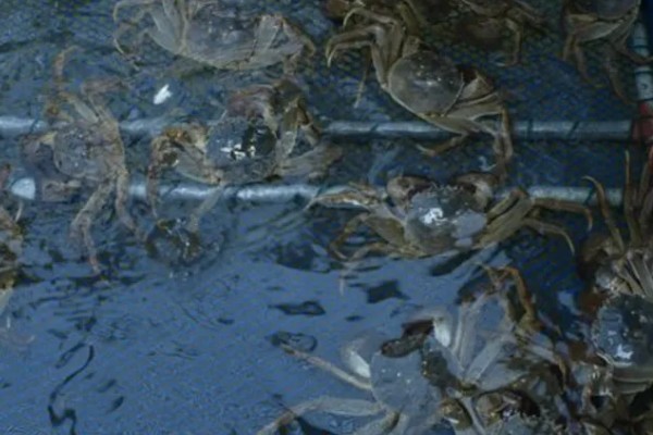 大闸蟹什么时候上市，一般从9月份开始供应