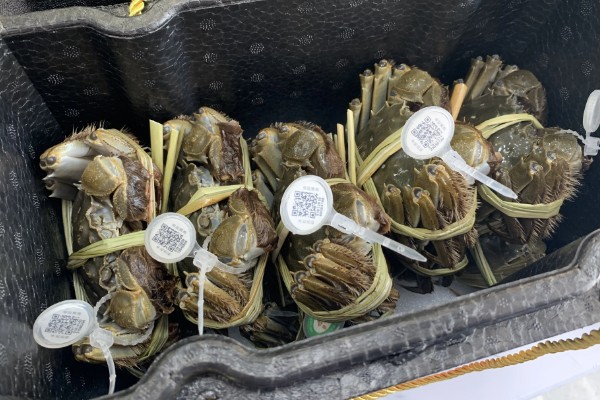 大闸蟹什么时候上市，一般从9月份开始供应