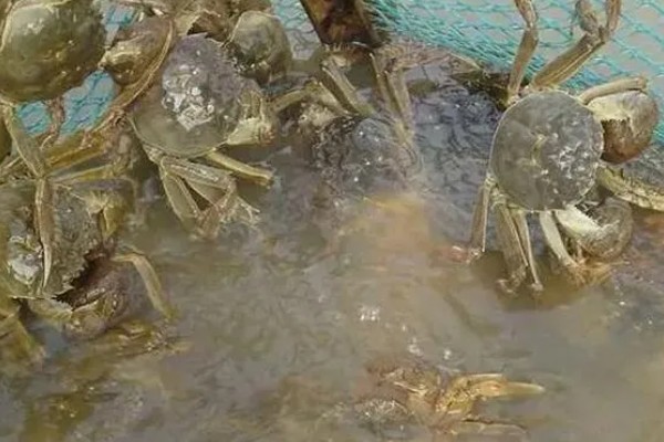 大闸蟹什么时候上市，一般从9月份开始供应