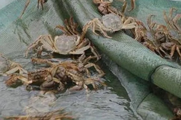 大闸蟹什么时候上市，一般从9月份开始供应