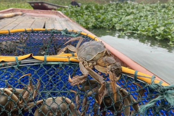 大闸蟹什么时候上市，一般从9月份开始供应