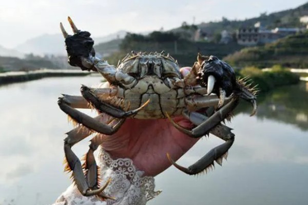 大闸蟹什么时候上市，一般从9月份开始供应