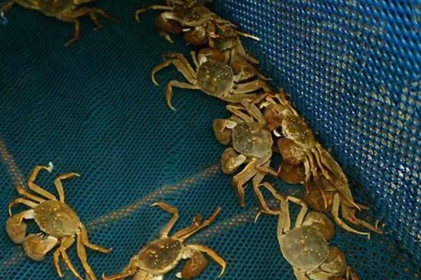 大闸蟹什么时候上市，一般从9月份开始供应