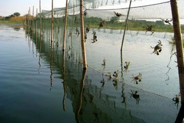 大闸蟹什么时候上市，一般从9月份开始供应