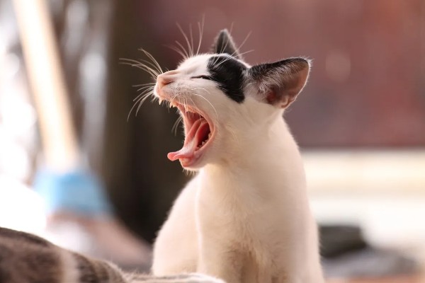 判断母猫发情的方法，晚上会频繁发出叫声