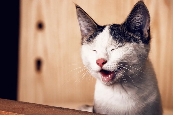 判断母猫发情的方法，晚上会频繁发出叫声