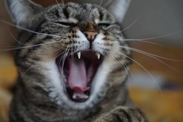 判断母猫发情的方法，晚上会频繁发出叫声