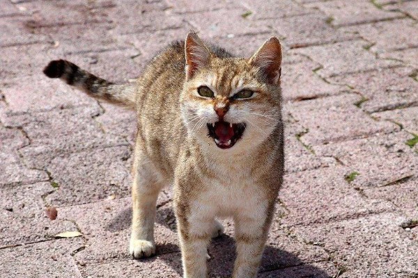 判断母猫发情的方法，晚上会频繁发出叫声