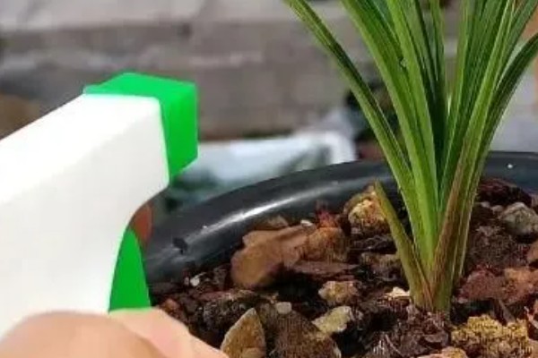 大花蕙兰的养殖方法，冬季3-5天浇水一次为好