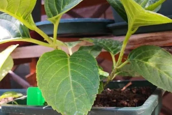 玉叶金花如何养殖，生长期要控制水分