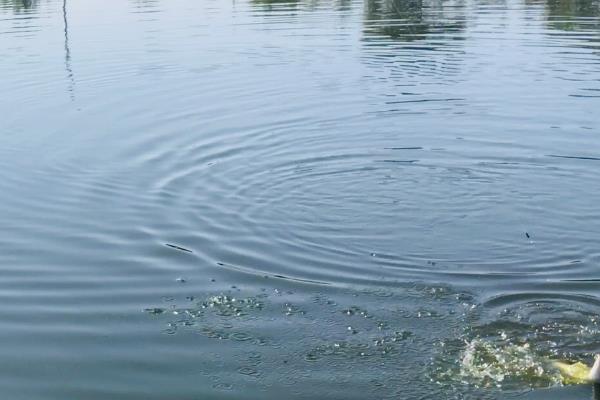 0.2号子线的拉力值介绍，大概是0.4-0.8公斤左右