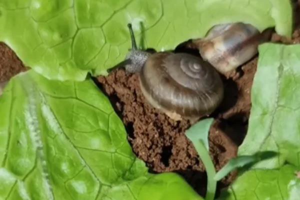 避免蜗牛死亡的方法，土壤需保持湿润状态