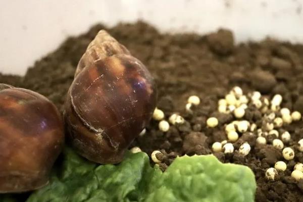 避免蜗牛死亡的方法，土壤需保持湿润状态