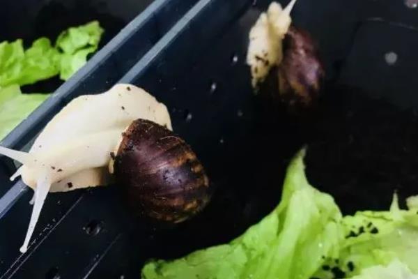 避免蜗牛死亡的方法，土壤需保持湿润状态