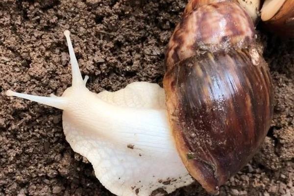 避免蜗牛死亡的方法，土壤需保持湿润状态