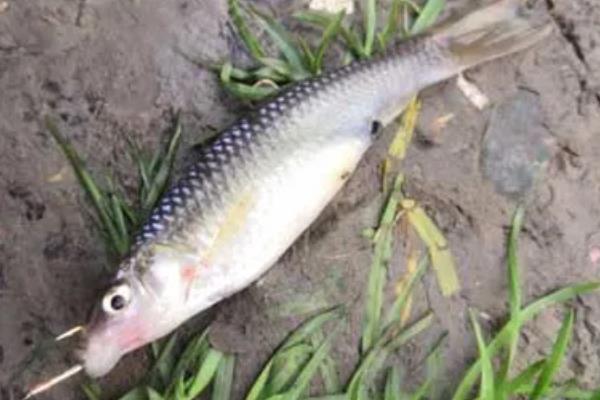 0.2号子线的拉力值介绍，大概是0.4-0.8公斤左右