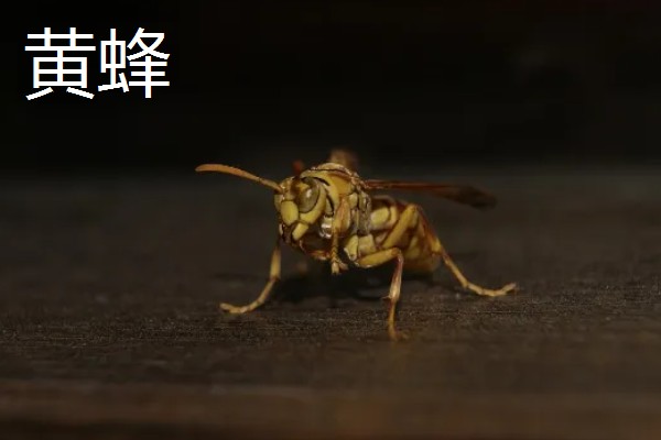 动物乘凉散热的方式，不同动物的散热方式不同