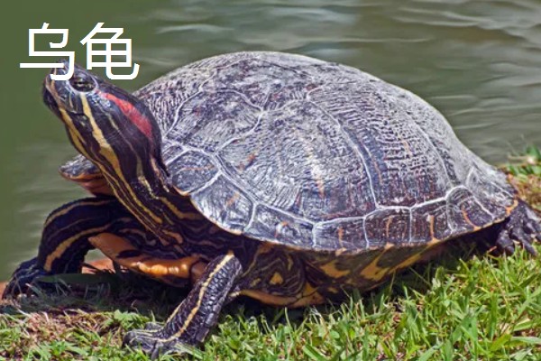 动物乘凉散热的方式，不同动物的散热方式不同