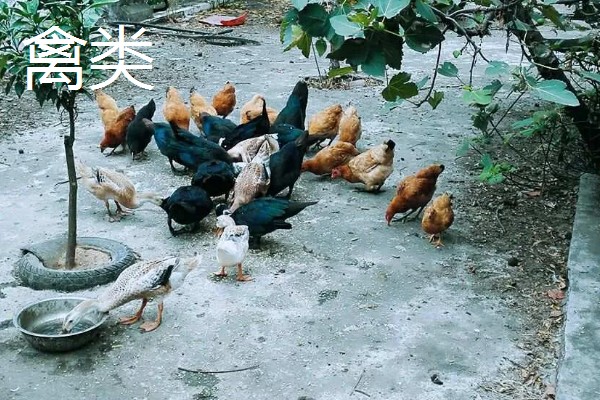 动物乘凉散热的方式，不同动物的散热方式不同
