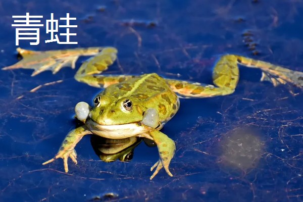 动物乘凉散热的方式，不同动物的散热方式不同