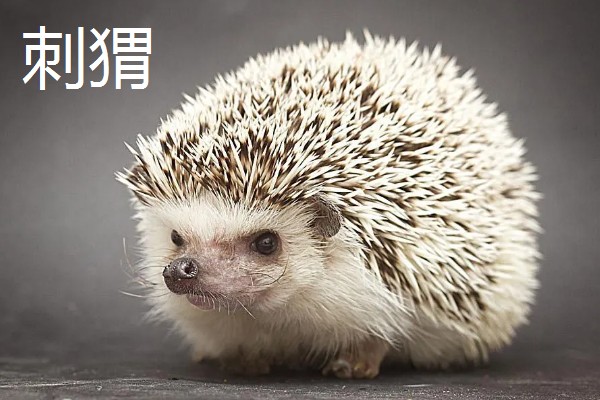 动物乘凉散热的方式，不同动物的散热方式不同